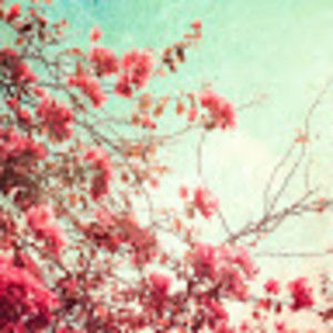 Meet your Posher, Alice